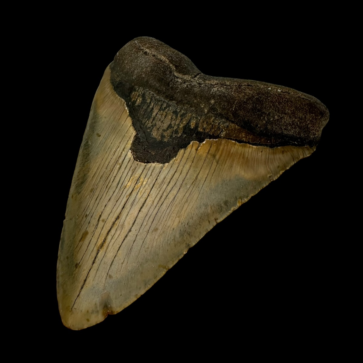 5.68" Megalodon Tooth Fossil - Image 3