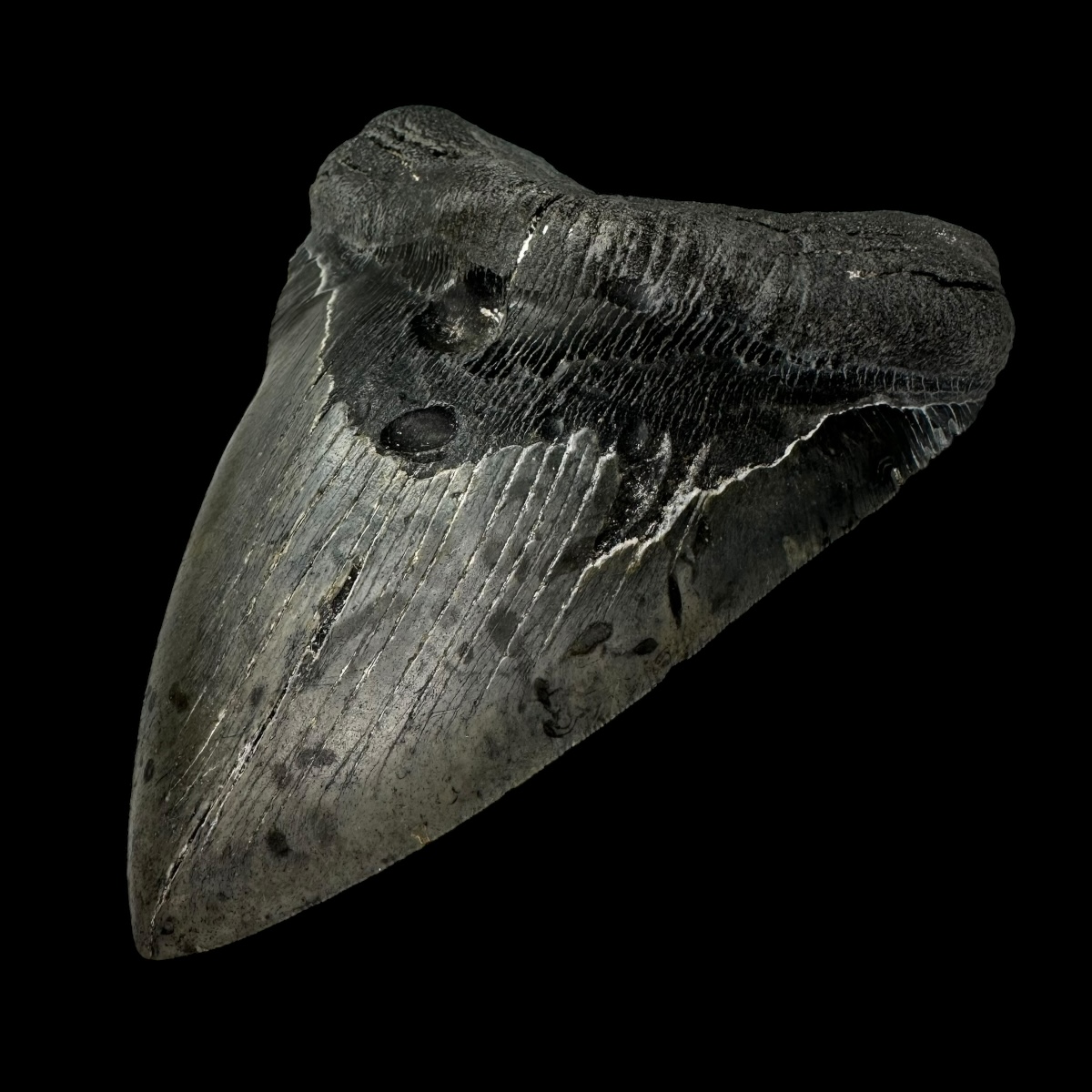 6.09" Megalodon Shark Tooth - Image 3