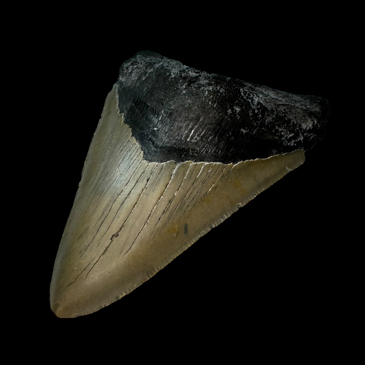 4.98" Megalodon Tooth Fossil - Image 3