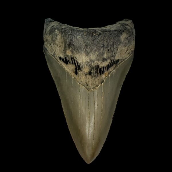 3.85" Serrated Megalodon Tooth Fossil