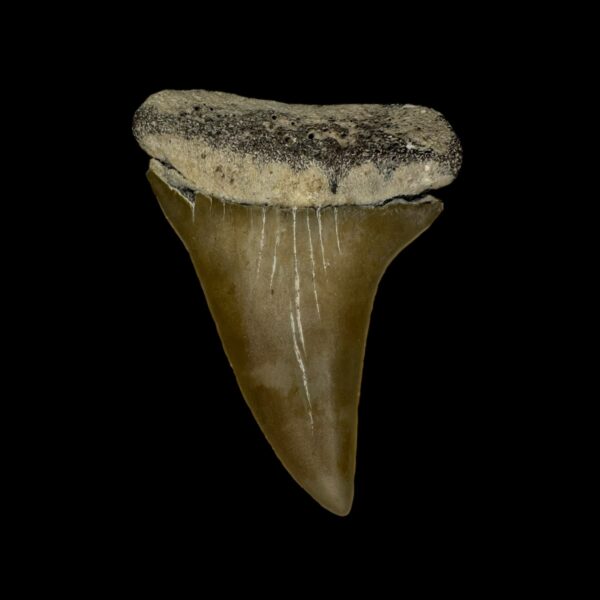 Fossil Mako Shark Tooth 2.27"