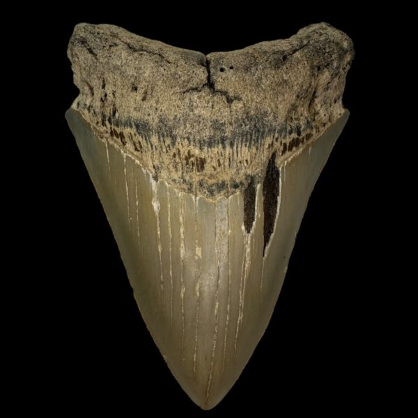 5.10" Serrated Megalodon Tooth Fossil
