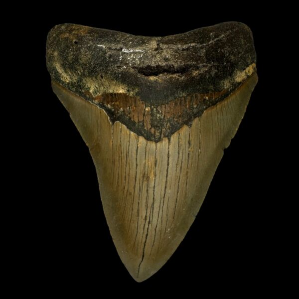 4.26" Megalodon Tooth Fossil