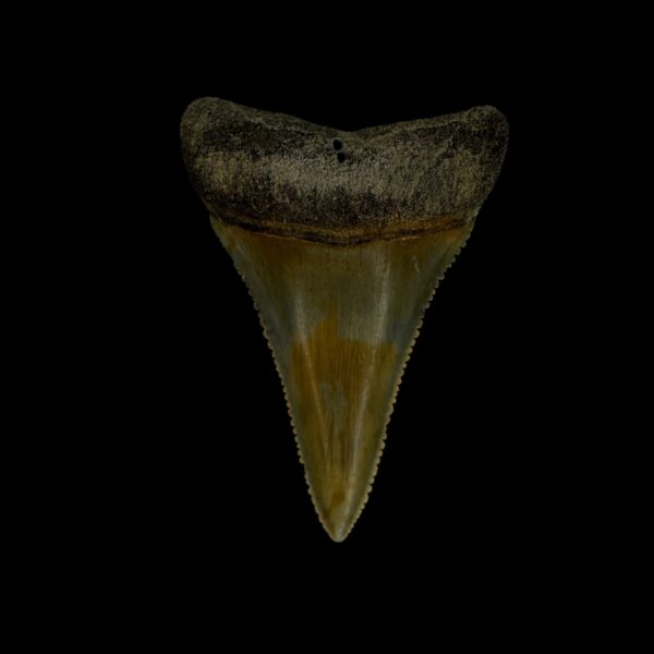Great White Tooth Fossil 2.13"