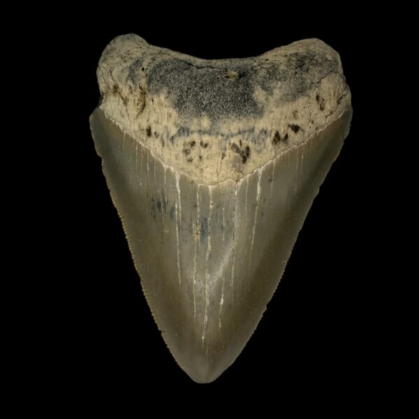 3.53" Serrated Megalodon Tooth Fossil