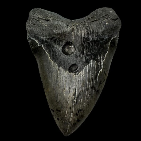 6.09" Megalodon Shark Tooth