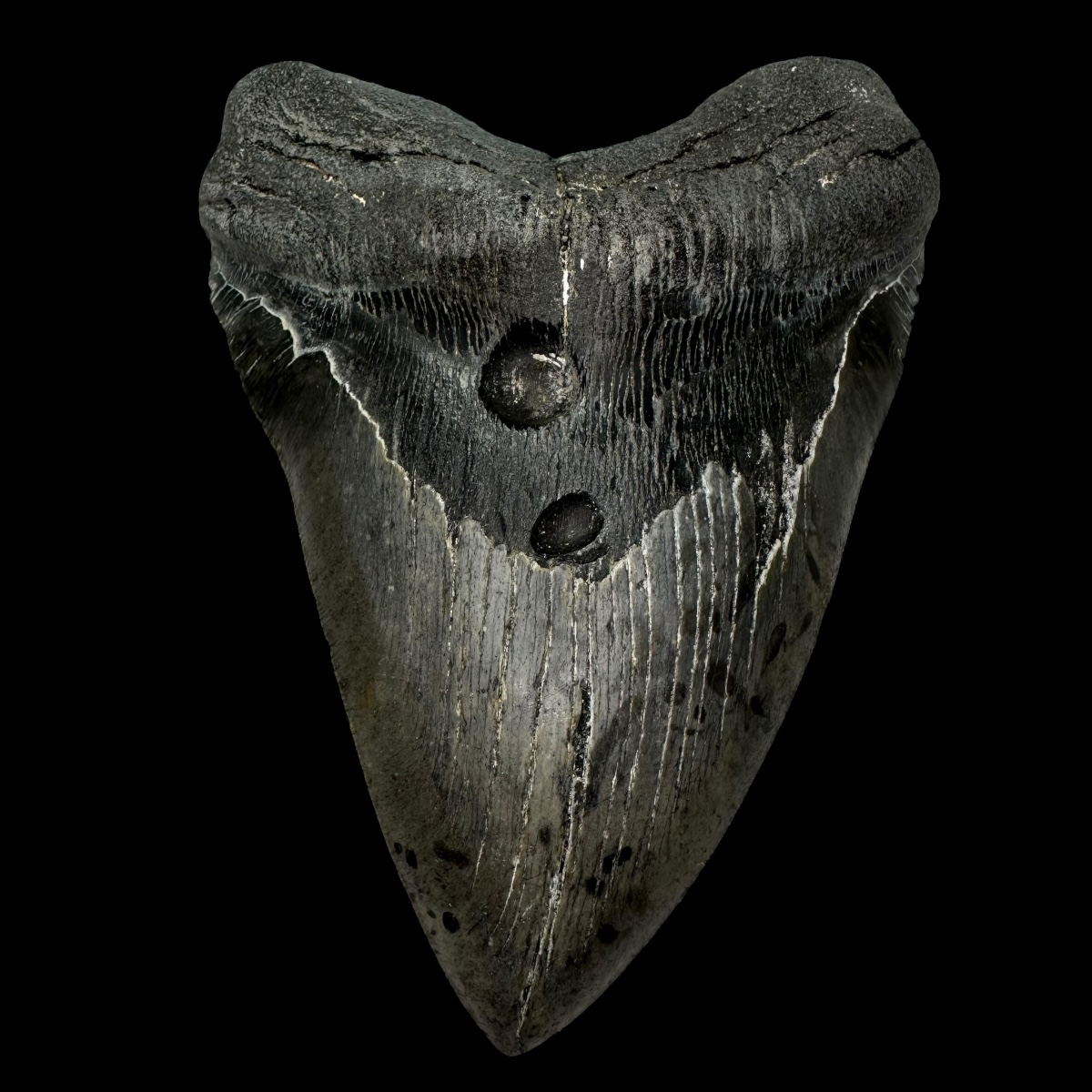 6.09" Megalodon Shark Tooth