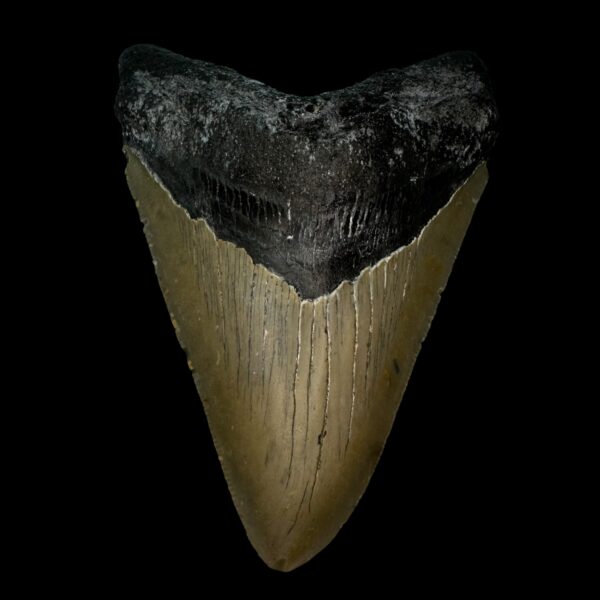 4.98" Megalodon Tooth Fossil
