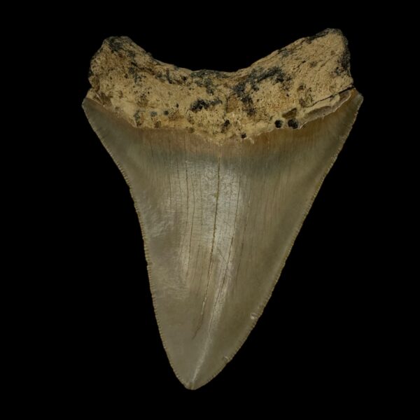 4.04" Megalodon Tooth Fossil - Image 2