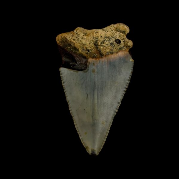 Great White Tooth Fossil 2.28" - Image 2