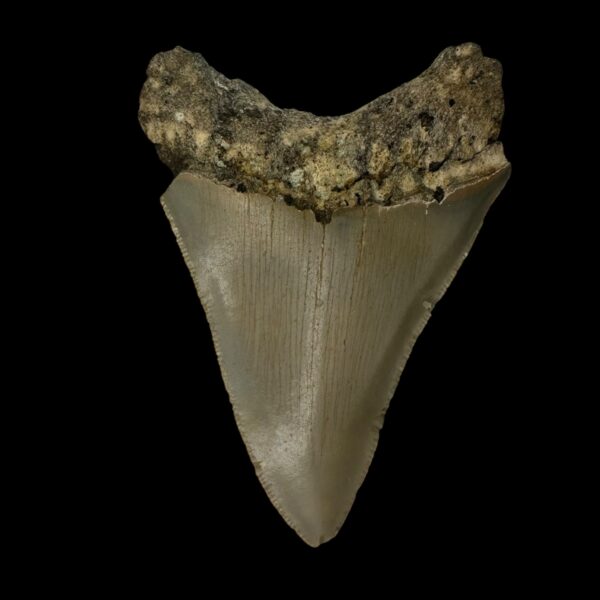 3.61" Megalodon Tooth Fossil - Image 2