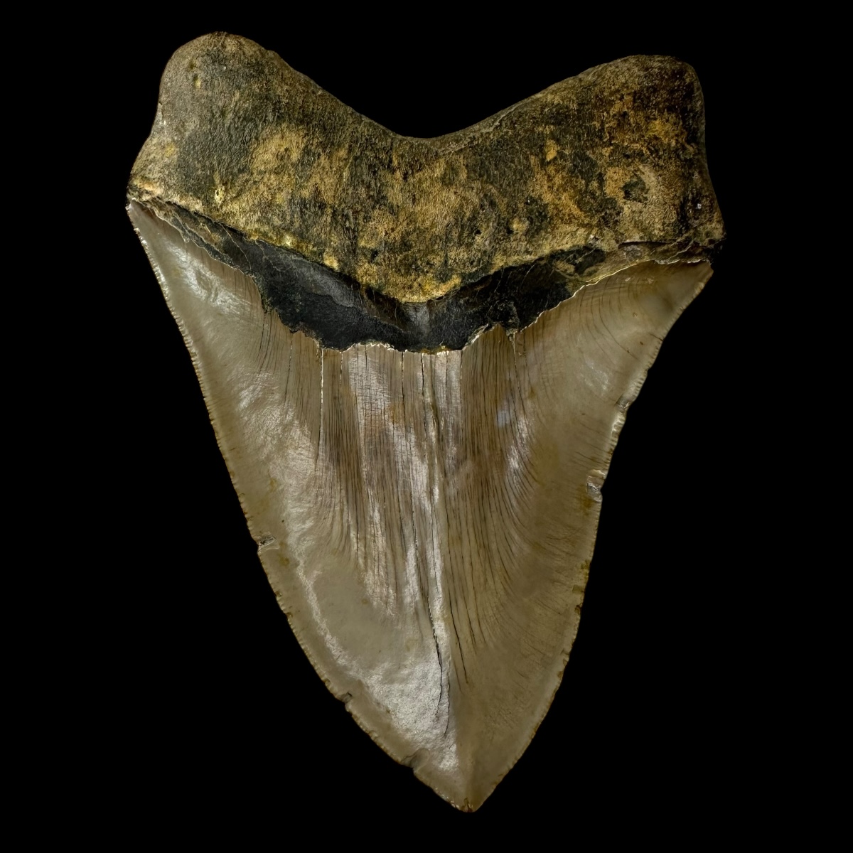 6.13" Megalodon Tooth Fossil - Image 2