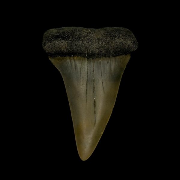 Fossil Mako Shark Tooth 2.39"
