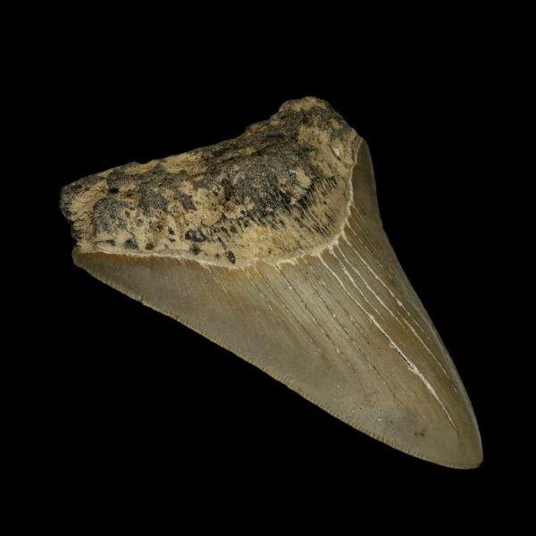 4.04" Megalodon Tooth Fossil - Image 4