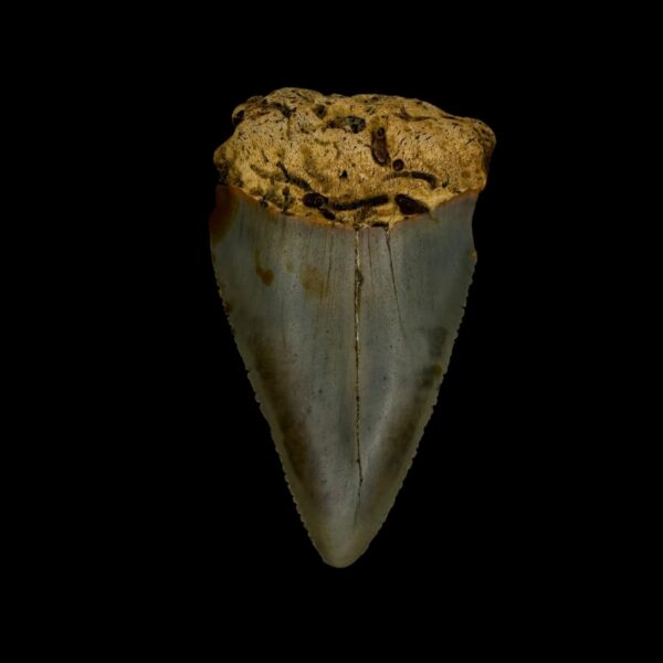 Great White Tooth Fossil 2.28"