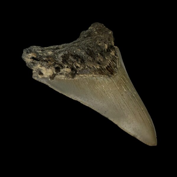 3.61" Megalodon Tooth Fossil - Image 4