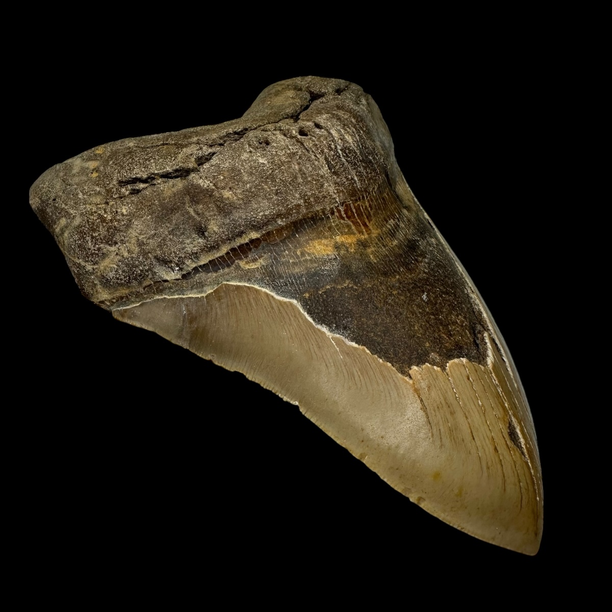 6.13" Megalodon Tooth Fossil - Image 4