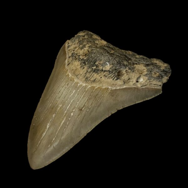 4.04" Megalodon Tooth Fossil - Image 3