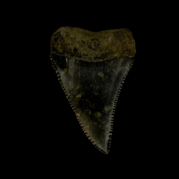 Great White Tooth Fossil 2.29" - Image 2