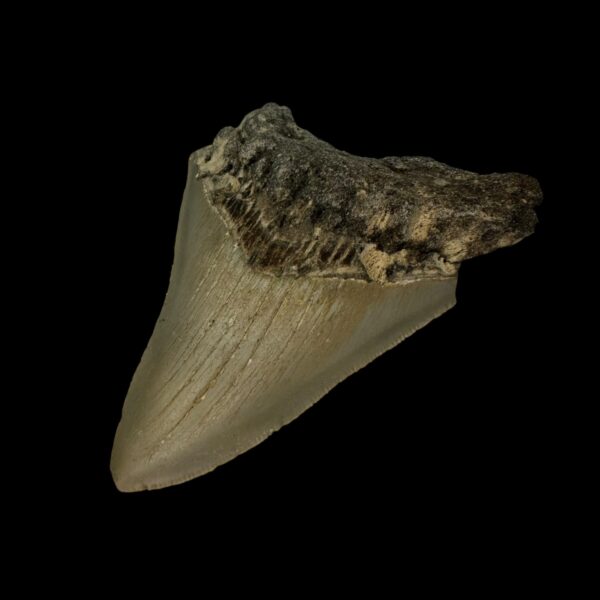 3.61" Megalodon Tooth Fossil - Image 3