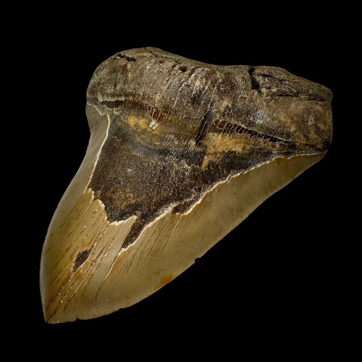 6.13" Megalodon Tooth Fossil - Image 3