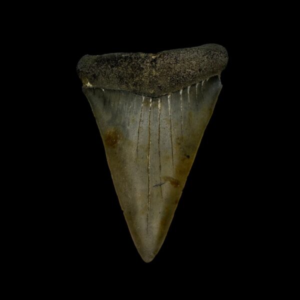 Fossil Mako Shark Tooth 2.37"