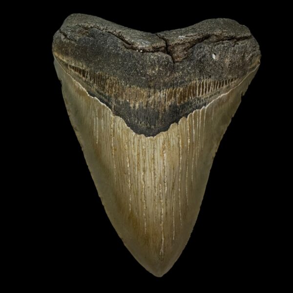 5.30" Megalodon Tooth Fossil