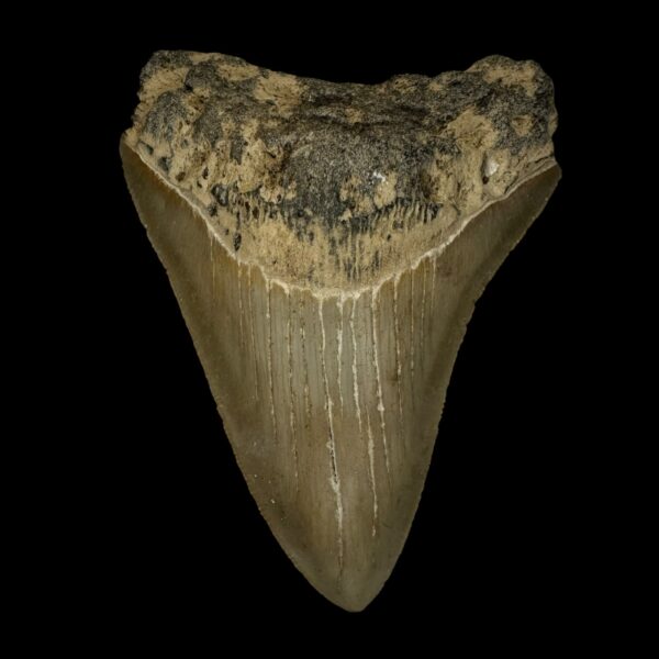 4.04" Megalodon Tooth Fossil