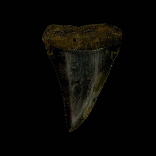 Great White Tooth Fossil 2.29"
