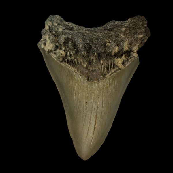 3.61" Megalodon Tooth Fossil