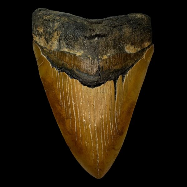 5.42" Serrated Megalodon Tooth Fossil