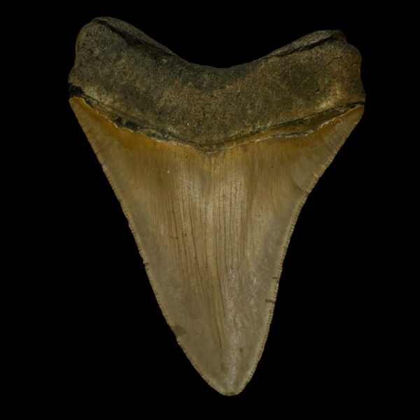 4.41" Serrated Megalodon Tooth Fossil - Image 2
