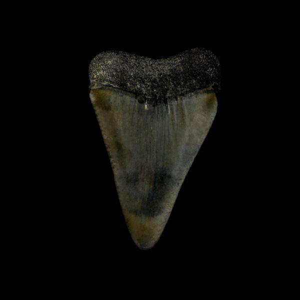 Great White Tooth Fossil 2.01" - Image 2
