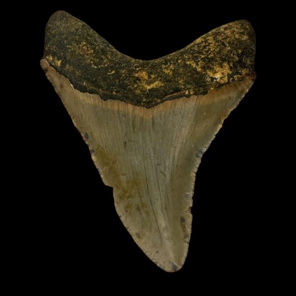 4.05" Megalodon Tooth Fossil - Image 2