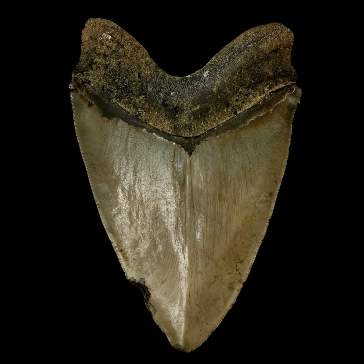 6.23" Serrated Megalodon Tooth Fossil - Image 2