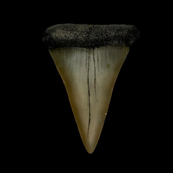 Fossil Mako Shark Tooth 2.38"