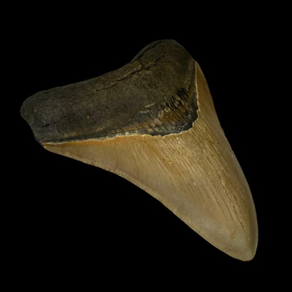 4.41" Serrated Megalodon Tooth Fossil - Image 4