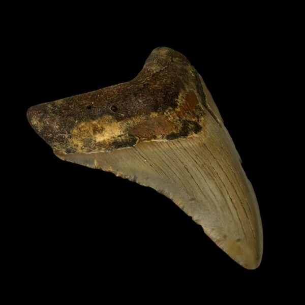 4.05" Megalodon Tooth Fossil - Image 4