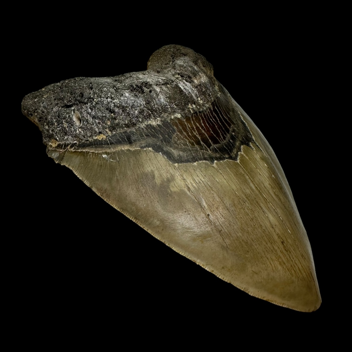 6.23" Serrated Megalodon Tooth Fossil - Image 4