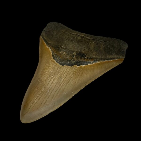 4.41" Serrated Megalodon Tooth Fossil - Image 3