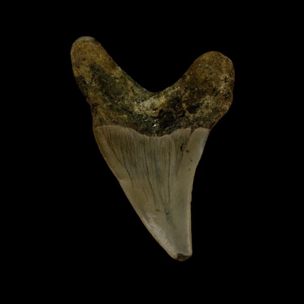 Paratodus Benedini Tooth Fossil 2.51" - Image 2