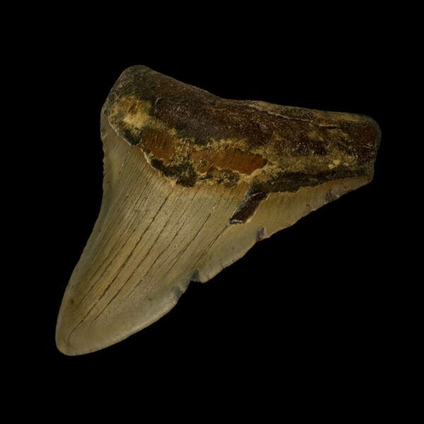 4.05" Megalodon Tooth Fossil - Image 3