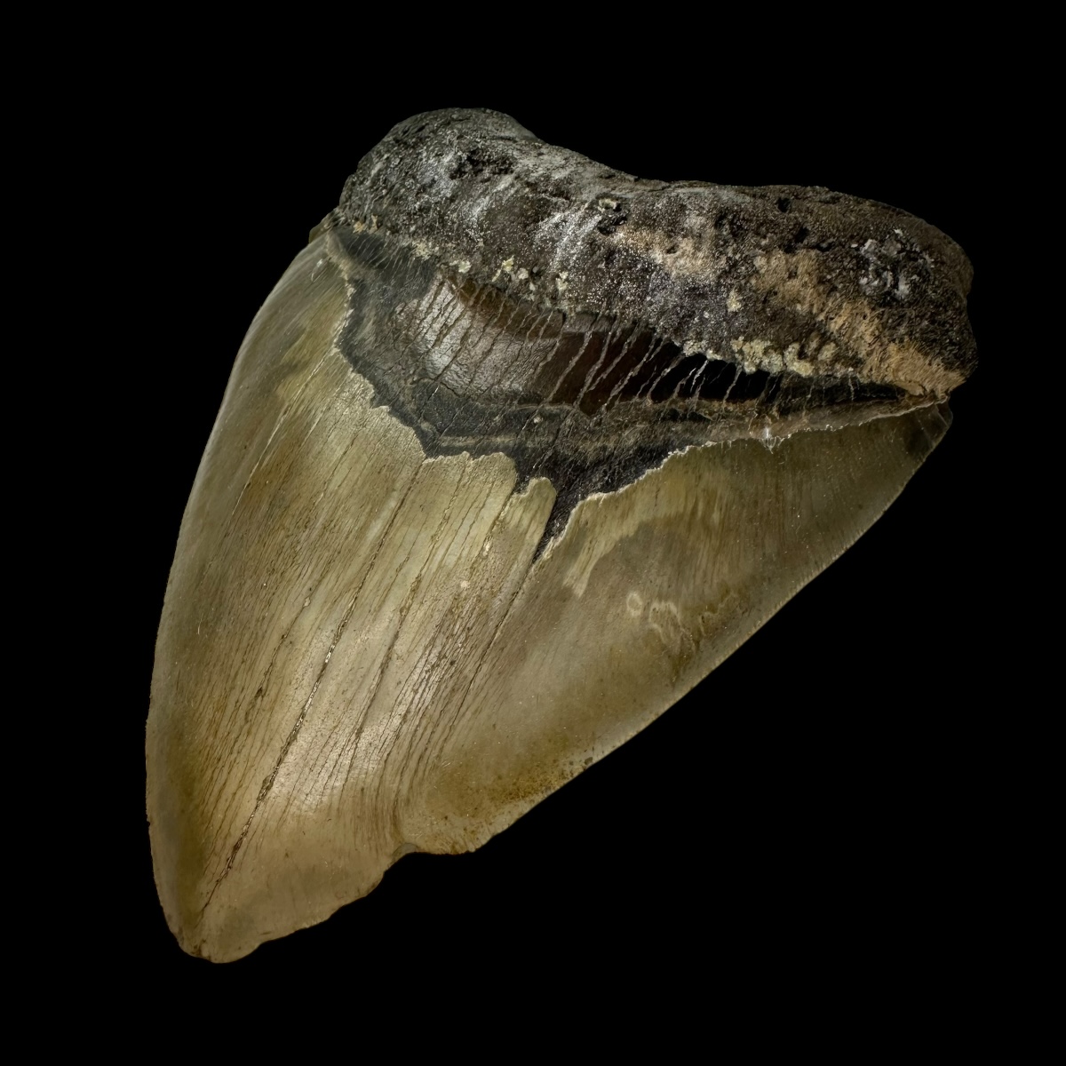 6.23" Serrated Megalodon Tooth Fossil - Image 3