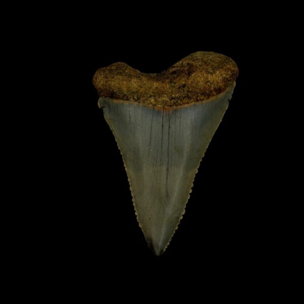 Great White Shark Tooth Fossil 1.87"