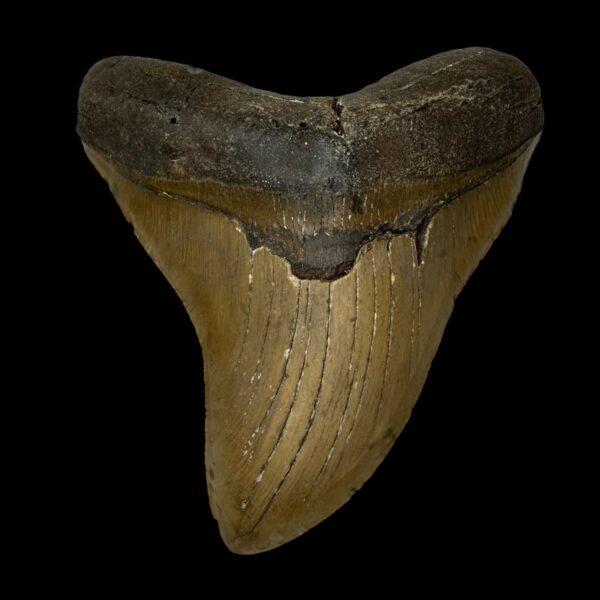 5.02" Megalodon Tooth Fossil