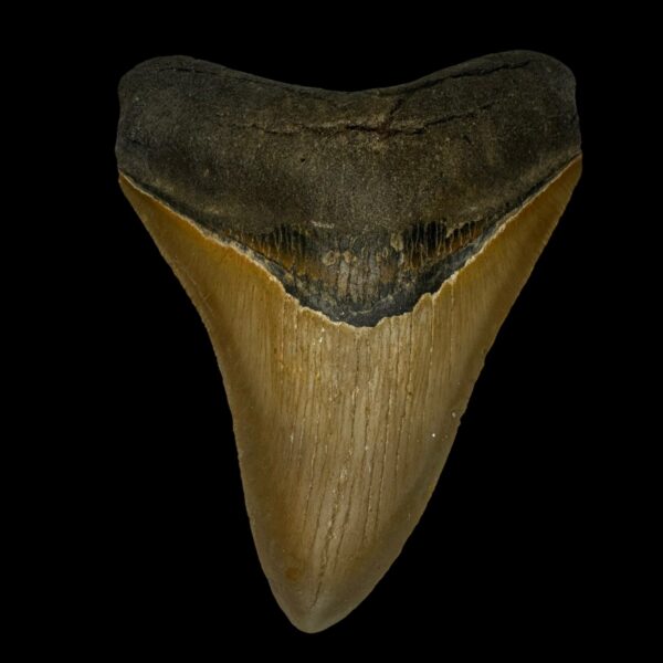 4.41" Serrated Megalodon Tooth Fossil