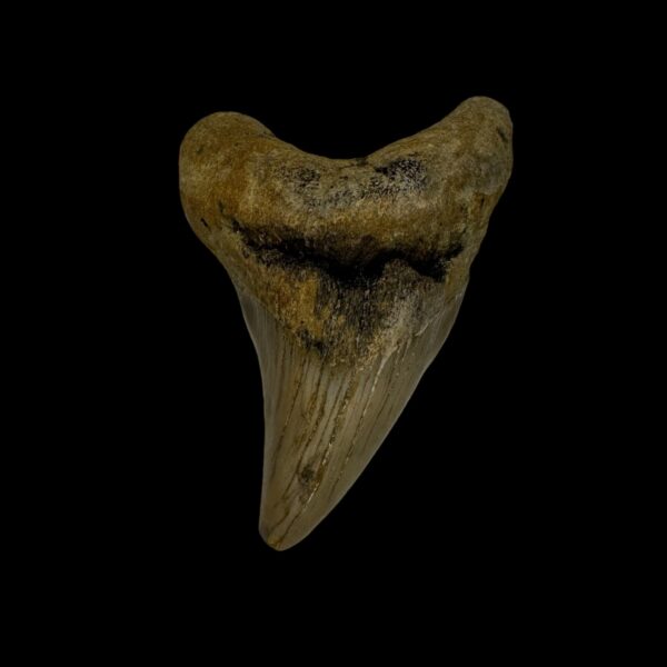Paratodus Benedini Tooth Fossil 2.51"