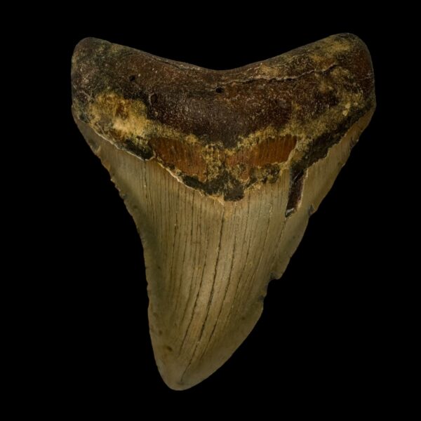 4.05" Megalodon Tooth Fossil