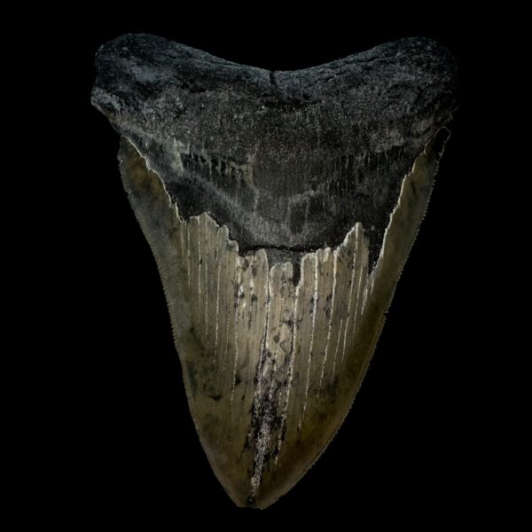 5.21" Serrated Megalodon Tooth Fossil