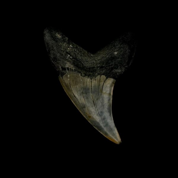 Paratodus Benedini Tooth Fossil 2.60" - Image 2